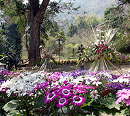 saramsa-garden-Ipecac-garden