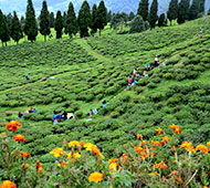 temi-tea-garden
