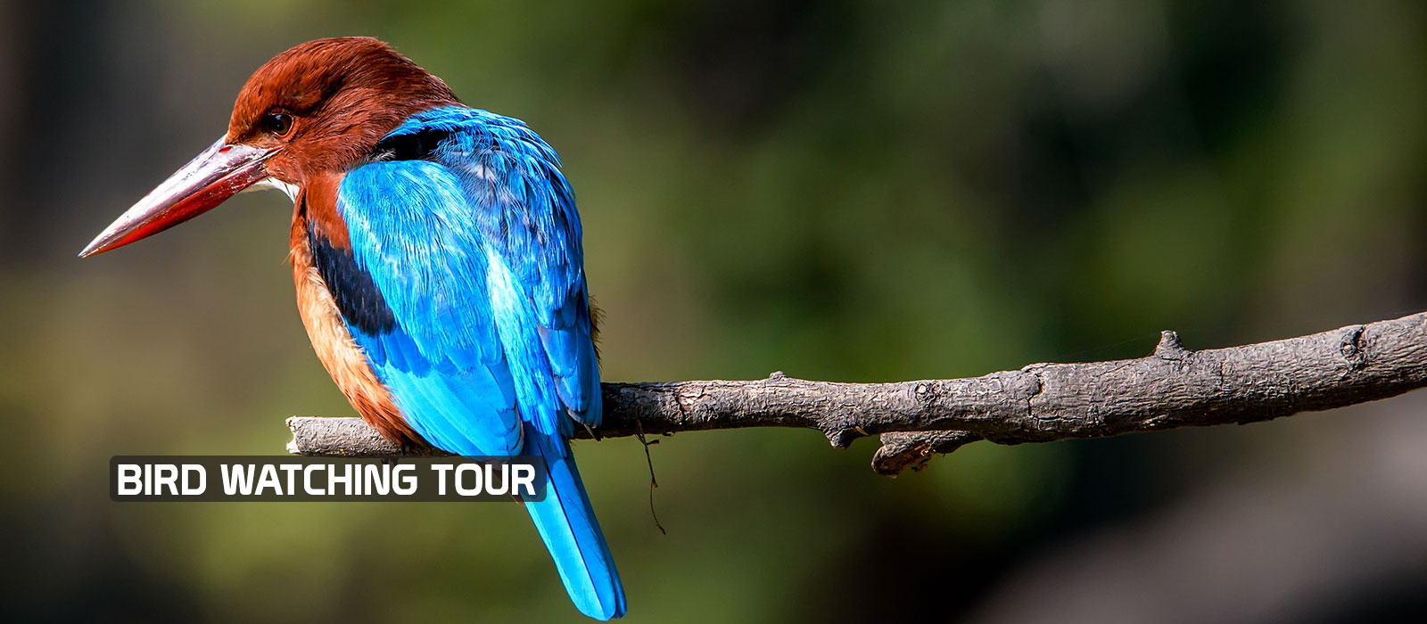 Bird Watching Tour